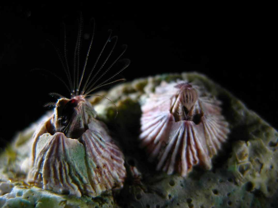 Image of Balanus trigonus